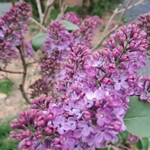 Our grand-mother's lilac ! Petite pensée à toi mamie Adette !💜